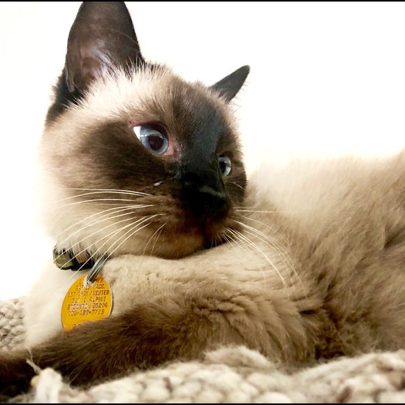 🌸 Poshmark ambassador! 🌸 - Picture 2 of 3